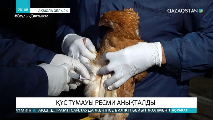 Егілген құстың етін 21 күннен кейін ғана жеуге болады