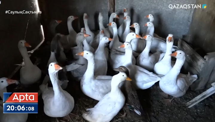 Елімізде құс тұмауы өршіп барады