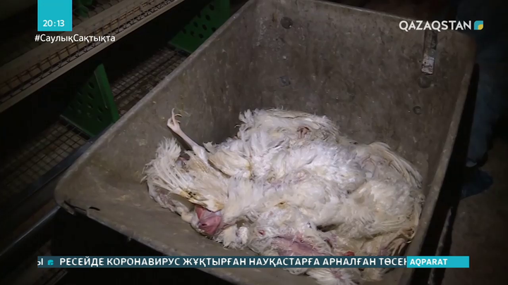 Қостанай облысында құс тұмауына байланысты тағы 3 ауылда карантин жарияланды