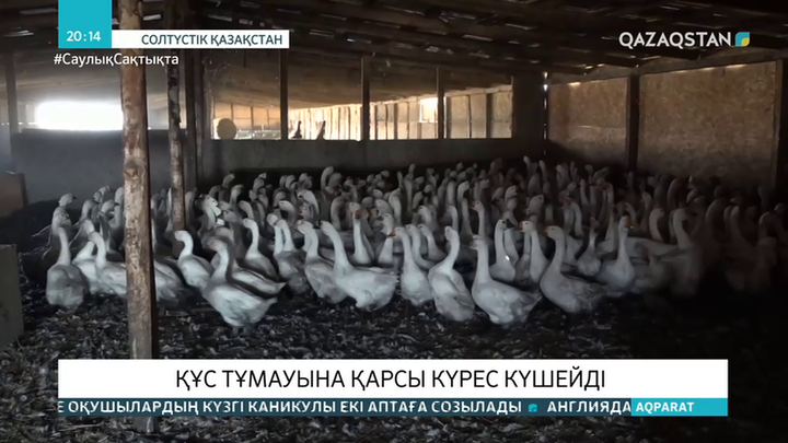 Өңірлерде құс тұмауына қарсы күрес күшейді