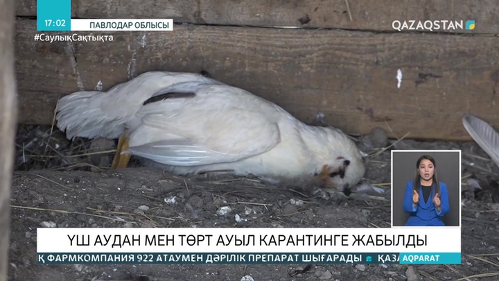 7 мың құс өртелген: Павлодар облысының үш ауданындағы ауылдар карантинге жабылды