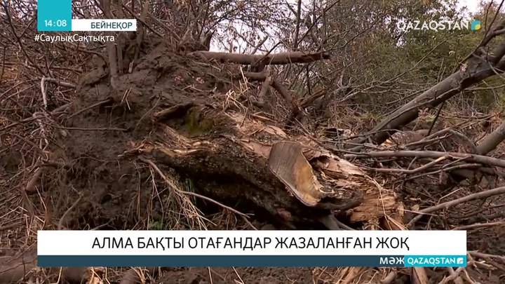 Алма бақты отағандар жазаланған жоқ