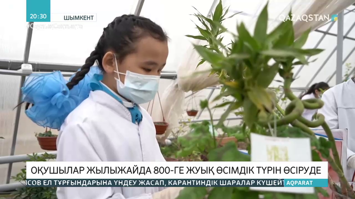 Шымкенттік оқушылар жылыжайда 800-ге жуық өсімдік түрін өсіруде
