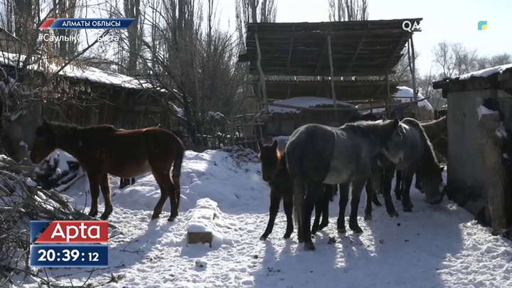 Алматы облысы бойынша 43 мың гектар жайылым жердің мәселесі шешілмеген