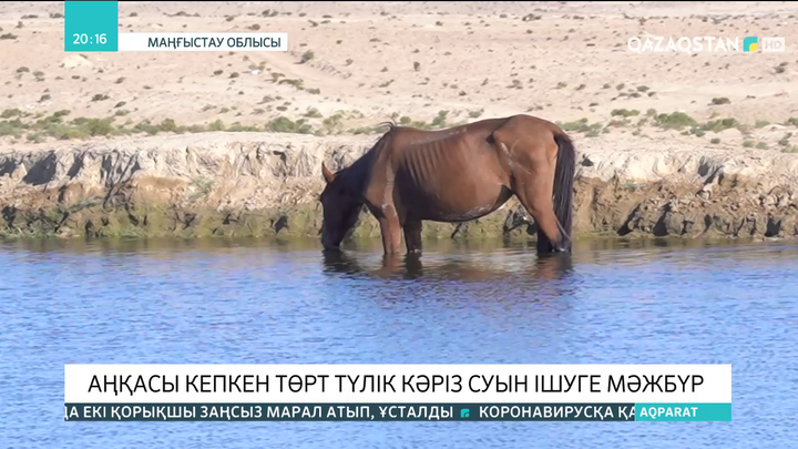 Маңғыстау облысында аңқасы кепкен төрт түлік кәріз суын ішуге мәжбүр