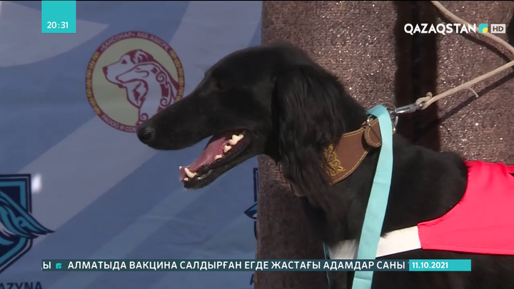 Ақмола облысында республикалық құмай тазылар жарысы өтті