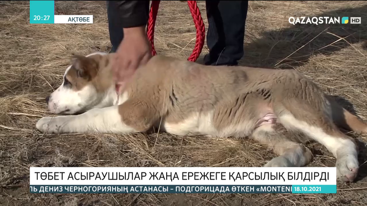 Ақтөбеде төбет асыраушылар жаңа ережеге қарсылық білдірді