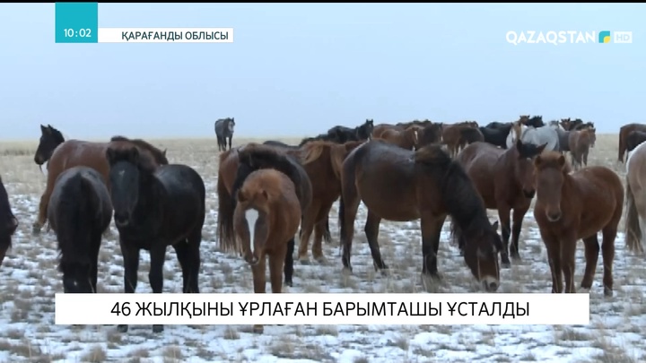 Павлодар облысында 46 жылқы ұрлаған барымташы ұсталды