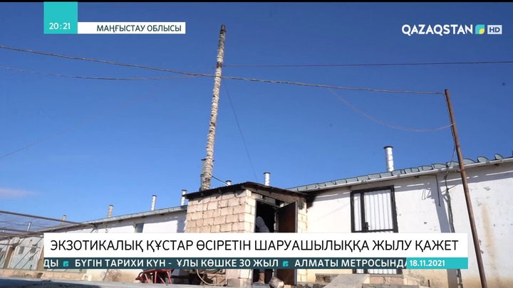 Маңғыстау облысындағы экзотикалық құс өсіретін ферма 5 жылдан бері жылусыз отыр