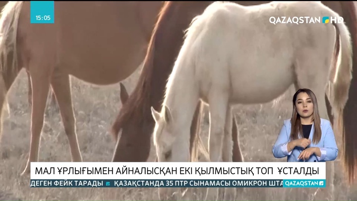 Түркістан облысында мал ұрлығымен айналысқан екі қылмыстық топ ұсталды