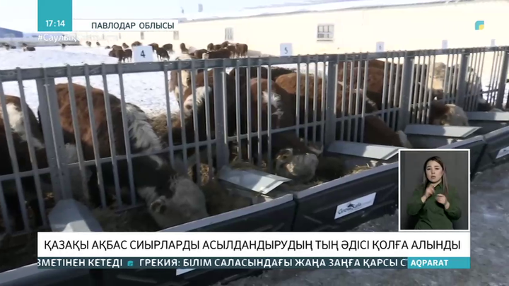 Павлодар облысында қазақтың ақбас сиырларын асылдандырудың тың әдісі қолға алынды