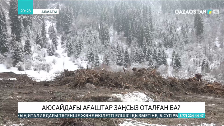 Алматының Аюсай шатқалында ағаштар заңсыз оталған ба?