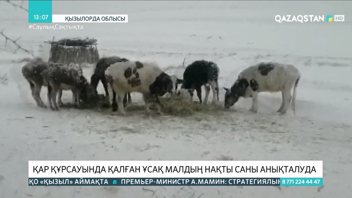 Жаңақорған ауданында қар құрсауында қалған ұсақ малдың нақты саны анықталып жатыр