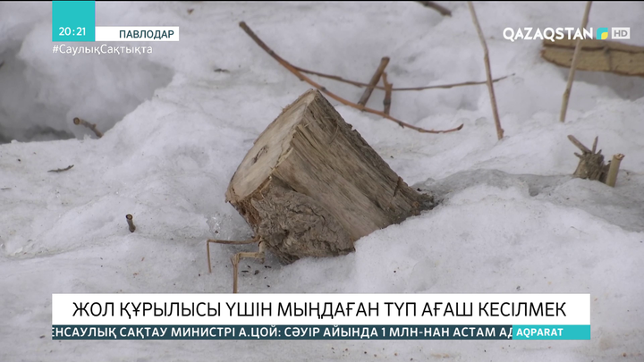 Ертіс өзені үстінен салынатын жаңа көпірдің құрылысы үшін мыңдаған түп ағаш кесілмек