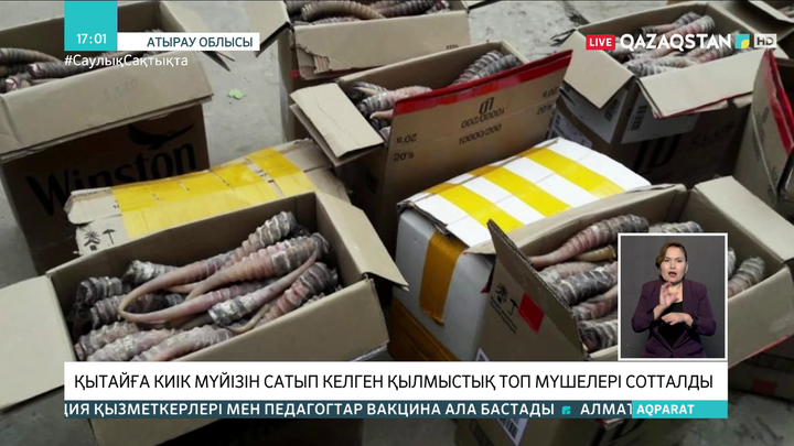 Атырауда киік мүйізін Қытайға сатқан қылмыстық топ мүшелері сотталды