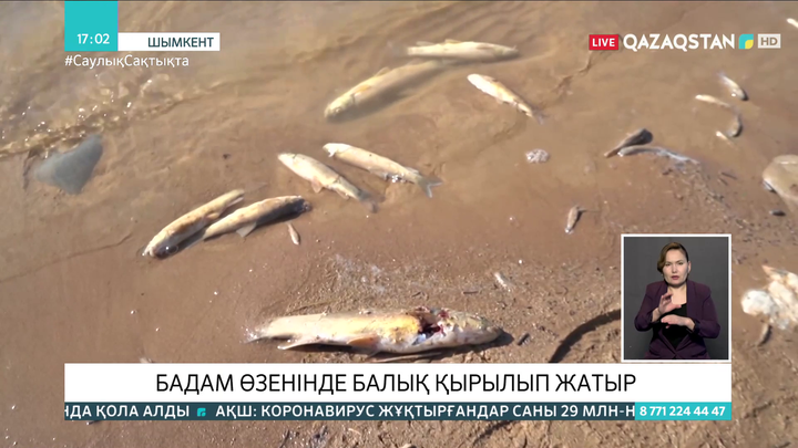 Бадам өзенінде балық қырылып жатыр