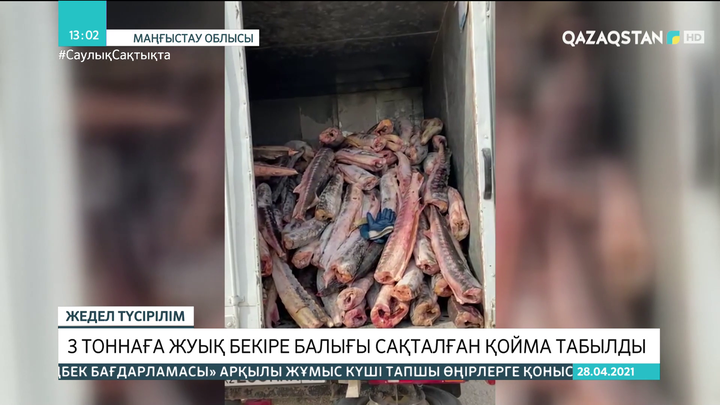 Маңғыстауда 3 тоннаға жуық бекіре балығы сақталған қойма табылды