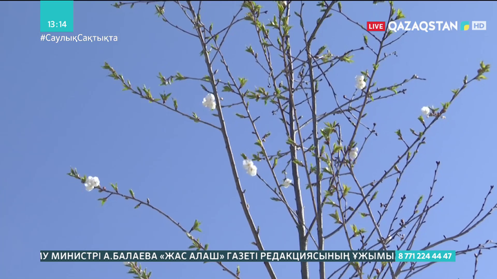 Түркістанда сакура гүлдеді