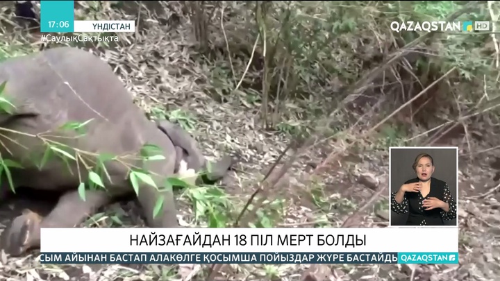 Үндістанның Ассам штатында найзағайдан 18 піл мерт болды