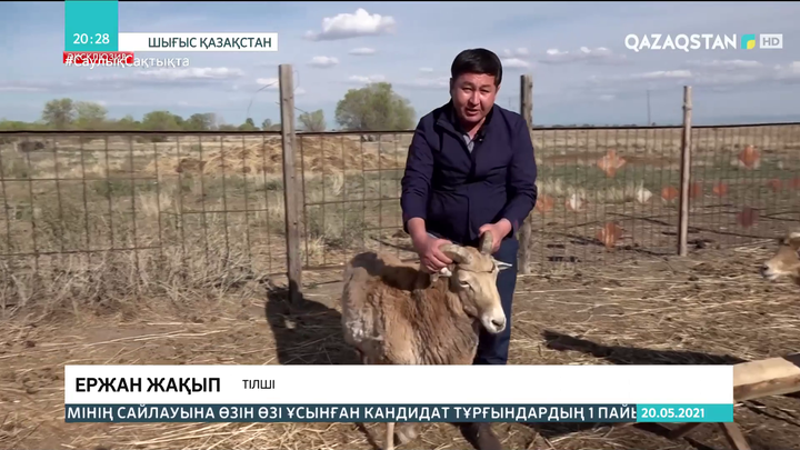 Елімізде арқармен будандасқан жаңа қой тұқымы пайда болды