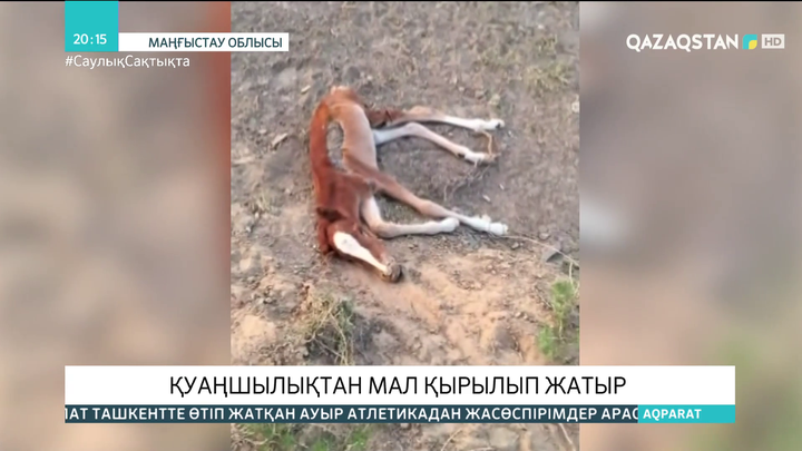 Маңғыстауда қуаңшылықтан мал қырылып жатыр