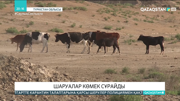 Түркістан облысында қуаңшылықтан қиналған шаруалар малдарын сатып жатыр