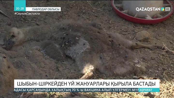 Павлодар облысында шыбын-шіркейден үй жануарлары қырыла бастады