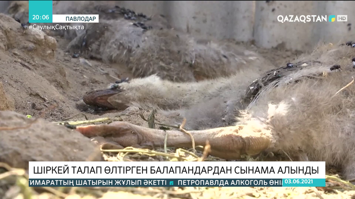 Павлодар облысында шіркей талап өлтірген балапандардан сынама алынды