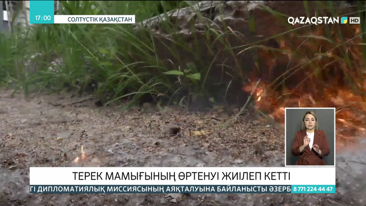 СҚО-да екі күнде терек мамығының кесірінен 50 рет өрт шықты