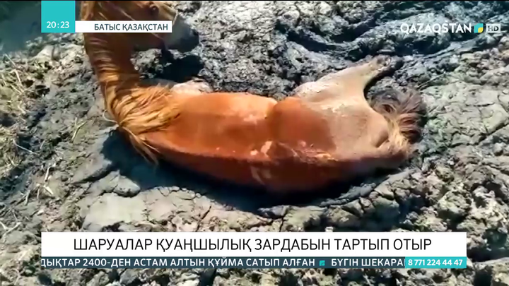 Батыс Қазақстан облысы Жаңақала ауданында мал батпаққа батып жатыр