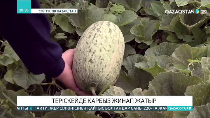 Теріскей тұрғыны қауын-қарбыз егіп, мол өнім алды