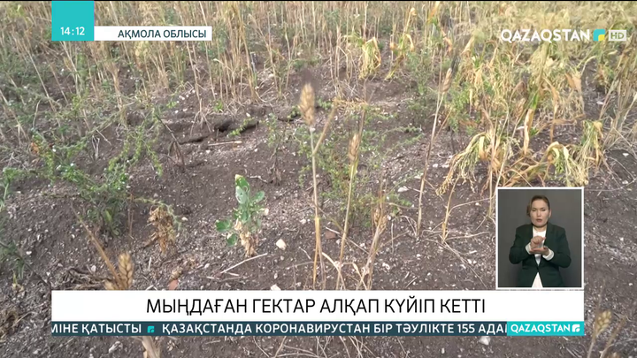 Ақмола облысында мыңдаған гектар егіс алқабы күйіп кетті