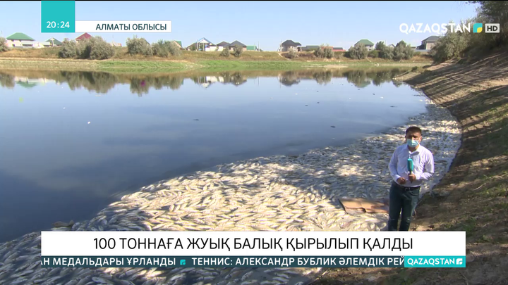 Боралдай кентінде 100 тоннаға жуық балық қырылып қалды