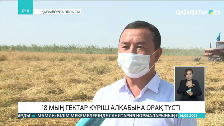 Қызылорда облысында 18 мың гектар күріш алқабына орақ түсті