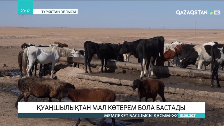 Түркістан облысында қуаңшылықтан мал көтерем бола бастады