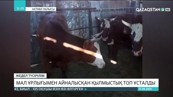 Ақтөбе облысында мал ұрлығымен айналысқан қылмыстық топ ұсталды