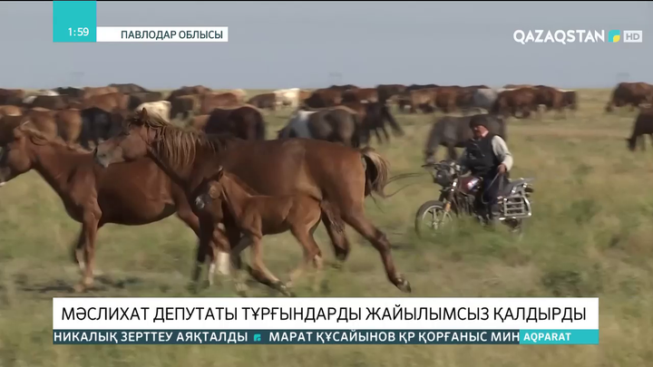 Павлодар облысында мәслихат депутаты тұрғындары жайылымсыз қалдырды