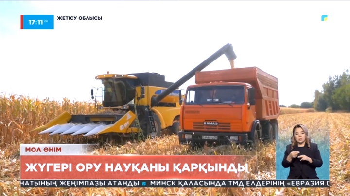 Жетісу облысында жүгері ору науқаны қарқынды жүріп жатыр