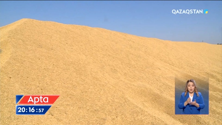 Елдегі мыңдаған тонна бидай шіріп кеткелі тұр