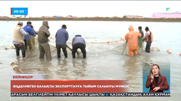 Өңделмеген балықты экспорттауға тыйым салынуы мүмкін