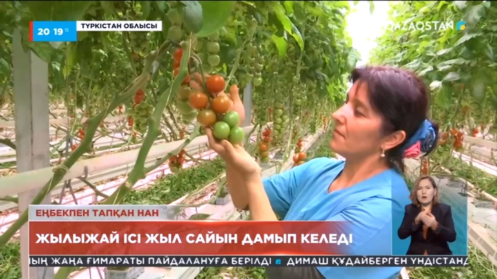 Ауыл шаруашылығымен айналысатын отбасы көпті көкөніспен қамтамасыз етіп отыр