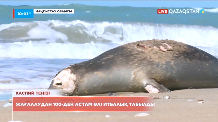 Каспийдің жағалауынан 100-ден астам өлі итбалық табылды