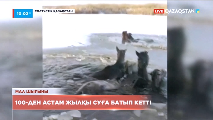 Солтүстік Қазақстанның Айыртау ауданына 100-ден астам жылқы суға батып кетті