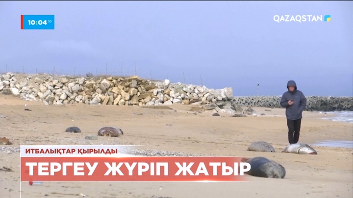 Ресейде Каспий теңізі жағалауынан табылған өлі итбалықтар саны әлі көбеюі мүмкін