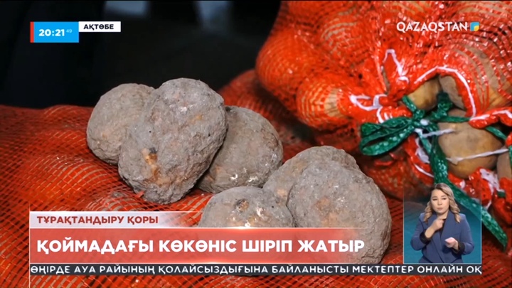 Ақтөбе облысының тұрақтандыру қорындағы картоп шіріп жатыр
