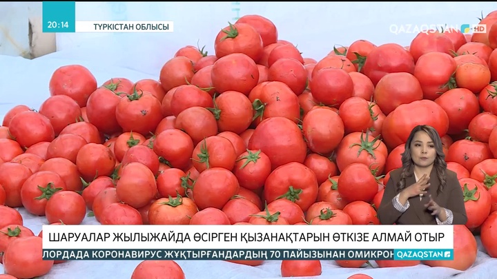 Түркістан облысында шаруалар жылыжайда өсірген қызанақтарын өткізе алмай отыр