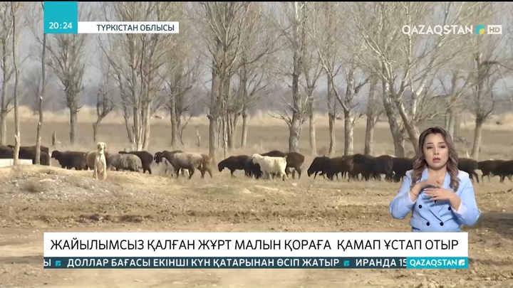Түркістан облысында жайылымсыз қалған жұрт малын қораға қамап ұстап отыр