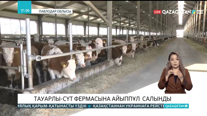 Павлодар облысындағы тауарлы-сүт фермасына айыппұл салынды