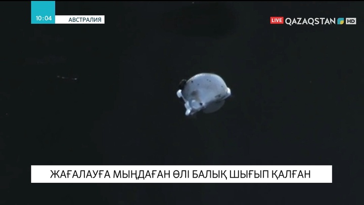 Сиднейде жағалауға мыңдаған өлі балық шығып қалған