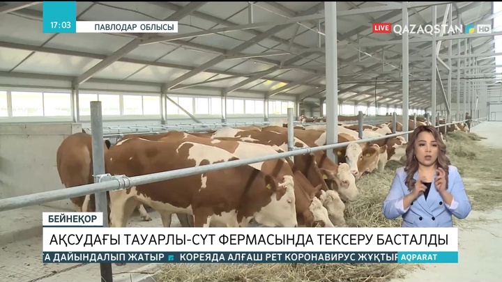 Ақсудағы тауарлы-сүт фермасында тексеру басталды